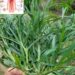 Traditional East-Asian cooling herb for body heat, digestion support, and kidney health