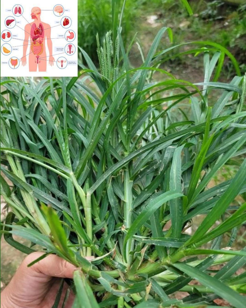 Traditional East-Asian cooling herb for body heat, digestion support, and kidney health