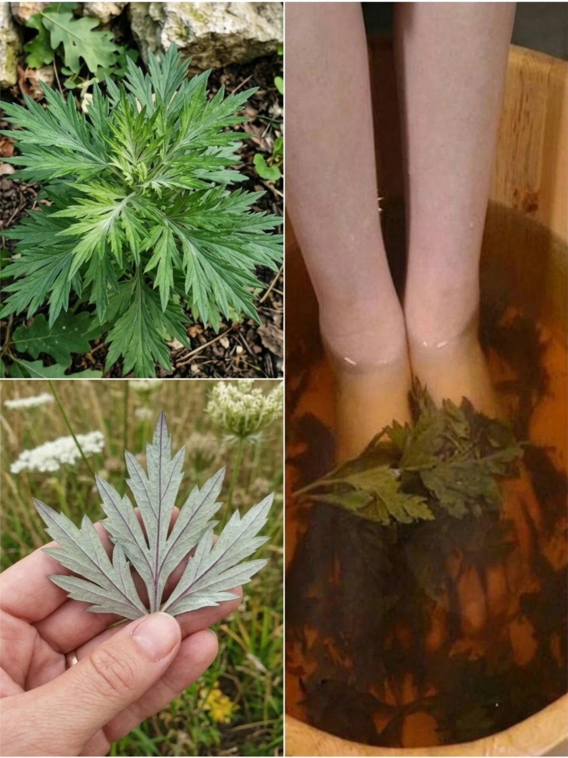 # Mugwort Foot Soak for Tired Feet: The Traditional Herb People Use for Cold, Achy Legs

Some remedies are memorable because they are fancy. Others stay around because they are simple, earthy, and easy to imagine doing at home.

A **mugwort foot soak** falls into that second category.

This plant looks like **mugwort** (*Artemisia vulgaris*), a wild herb known for its deeply cut leaves and that pale, silvery underside that gives it away once you flip a leaf over. Botanical references describe mugwort as a rhizomatous perennial that spreads easily and is found widely across Europe and Asia, and now in many other places too. ([Vườn Thực Vật Missouri][1])

In traditional herbal use, mugwort has long been linked with warming routines, circulation, and digestive or women’s health practices, although modern evidence for specific home uses is still limited. A historical review notes that *Artemisia vulgaris* has been used for centuries, especially in traditional medicine for gastrointestinal and gynecological complaints. ([PMC][2])

That is probably why a warm mugwort soak still gets attention today. It feels old-fashioned in the best way: a basin of warm water, a handful of herbs, and a little time to slow down.

## What This Remedy Is Usually Used For

A mugwort foot bath is usually not treated like a dramatic cure. It is more often used as a **comfort ritual** for:

* tired feet after standing all day
* cold feet and lower legs
* mild swelling or heaviness
* a general tight, achy feeling in the feet and ankles

That kind of use makes sense. Warm foot soaks already feel soothing on their own, and mugwort has a long traditional reputation as a warming herb. The appeal is not hard to understand.

## Ingredients

For a simple **mugwort foot soak**, you only need a few things:

* 1 to 2 handfuls fresh mugwort
  or 2 to 3 tablespoons dried mugwort
* 4 to 6 cups water
* a basin large enough for both feet
* extra warm water as needed

Fresh herb usually gives a stronger herbal smell, but dried mugwort is easier if that is what you have.

## How to Prepare a Mugwort Foot Soak

This remedy is simple and works best when you do not rush it.

### Step 1: Wash the herb

If you are using fresh mugwort, rinse it well to remove dust or grit.

### Step 2: Simmer it

Add the mugwort to a pot with 4 to 6 cups of water. Bring it to a gentle boil, then lower the heat and let it simmer for about **10 to 15 minutes**.

### Step 3: Let it steep

Turn off the heat and leave it for another **5 to 10 minutes** so the water picks up more of the herbal scent.

### Step 4: Pour into a basin

Strain if you want a cleaner soak, or pour it in with the leaves still in. Add more warm water until the temperature feels comfortable.

### Step 5: Soak your feet

Soak for about **15 to 20 minutes**.

That is really all it needs to be.

## Why People Keep Using It

Part of the charm of a mugwort foot bath is that it does not ask much from you. It is not complicated, and it does not promise anything unrealistic.

It simply creates a moment where warmth, water, and herbs come together in a way that feels grounding.

Mugwort itself has a long traditional background. Historical and ethnobotanical literature describes it as one of the best-known **Artemisia** species, with centuries of medicinal use behind it. ([PMC][2])

That does not automatically prove that a foot soak changes circulation or pain levels in a medical sense. But it does explain why people still reach for it when their feet feel cold, overworked, or heavy.

And honestly, sometimes the value of a remedy is not only in what the plant does. It is also in the ritual: sitting still, warming the body, and giving sore feet a break.

## What You Can Realistically Expect

This is where it helps to stay practical.

A mugwort foot soak may help your feet feel:

* warmer
* less tense
* more relaxed after standing or walking
* a little lighter at the end of the day

You may notice that soothing effect **the same day**, especially right after the soak.

What it is not likely to do is fix serious swelling, varicose veins, nerve pain, infections, or chronic circulation problems on its own. This is more of a comfort remedy than a treatment.

## When a Foot Soak Makes Sense

This kind of soak fits best when:

* your feet feel tired after work
* your lower legs feel heavy in the evening
* your feet tend to stay cold
* you want a simple herbal self-care ritual before bed

It is especially easy to enjoy in cooler weather, when warming remedies tend to feel even better.

## A Few Safety Notes

Mugwort may be traditional, but it is still an active herb.

WebMD notes that mugwort can cause side effects and allergic reactions in some people, especially those sensitive to related plants. There are also published case reports of **allergic contact dermatitis** linked with *Artemisia vulgaris*. ([WebMD][3])

So a few basic precautions matter:

* do not use it if you know you react to mugwort or similar plants
* patch-test first if your skin is sensitive
* do not use the soak on broken, irritated, or infected skin
* stop if it causes itching, redness, or burning

And if your feet or ankles are **very swollen, painful, numb, or suddenly changing color**, that is not a soak situation. That needs proper medical care.

## Final Thoughts

A **mugwort foot soak** is the kind of remedy that has lasted because it feels simple and comforting, not because it makes big promises. Mugwort has a long traditional history, and warm herbal foot baths still make sense for tired, cold, achy feet at the end of a long day. ([PMC][2])

Used carefully, it can be one of those quiet little rituals that helps the body settle down.

Sometimes that is enough.

[1]: https://www.missouribotanicalgarden.org/PlantFinder/PlantFinderDetails.aspx?taxonid=256948&utm_source=chatgpt.com "Artemisia vulgaris - Plant Finder - Missouri Botanical Garden"
[2]: https://pmc.ncbi.nlm.nih.gov/articles/PMC7583039/?utm_source=chatgpt.com "Significance of Artemisia Vulgaris L. (Common Mugwort) in the History ..."
[3]: https://www.webmd.com/vitamins/ai/ingredientmono-123/mugwort?utm_source=chatgpt.com "Mugwort - Uses, Side Effects, and More - WebMD"
