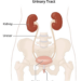 Urinary Health Guide: How to Maintain a Healthy Urinary System Naturally