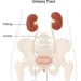 Urinary Health Guide: How to Maintain a Healthy Urinary System Naturally