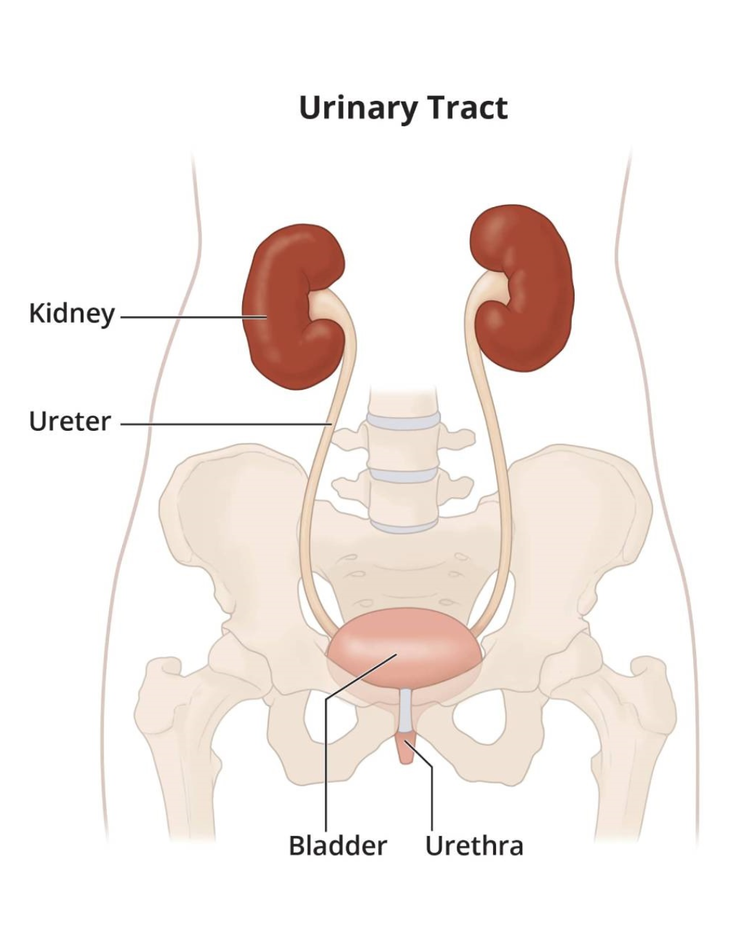 Urinary Health Guide: How to Maintain a Healthy Urinary System Naturally