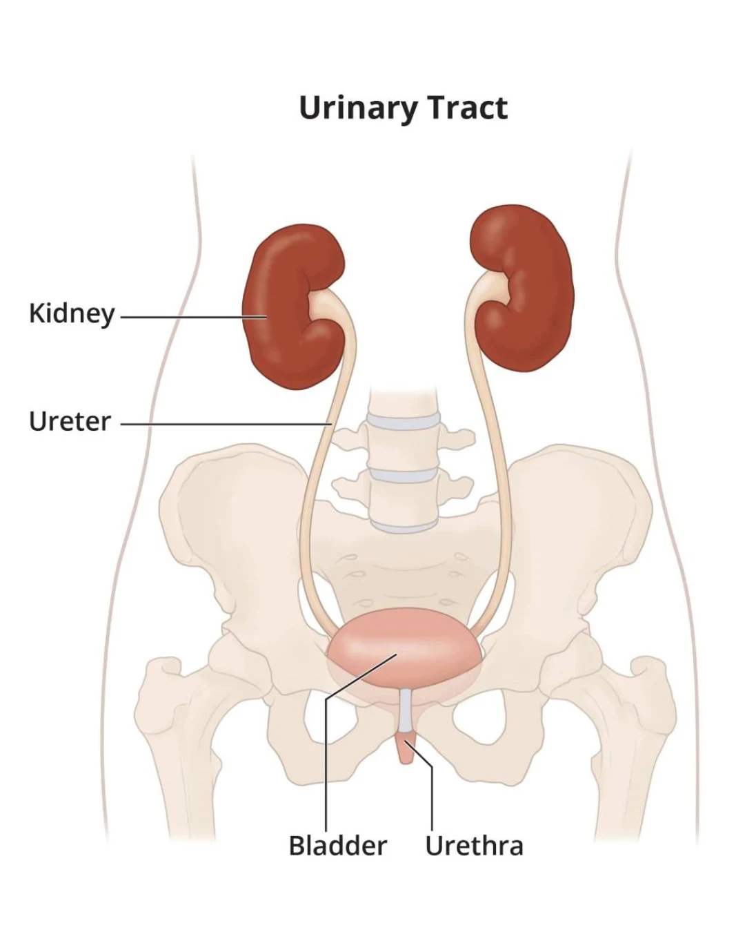 Urinary Health Guide: How to Maintain a Healthy Urinary System Naturally