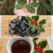 Holly Leaf Tea Trend