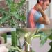 lactuca virosa
