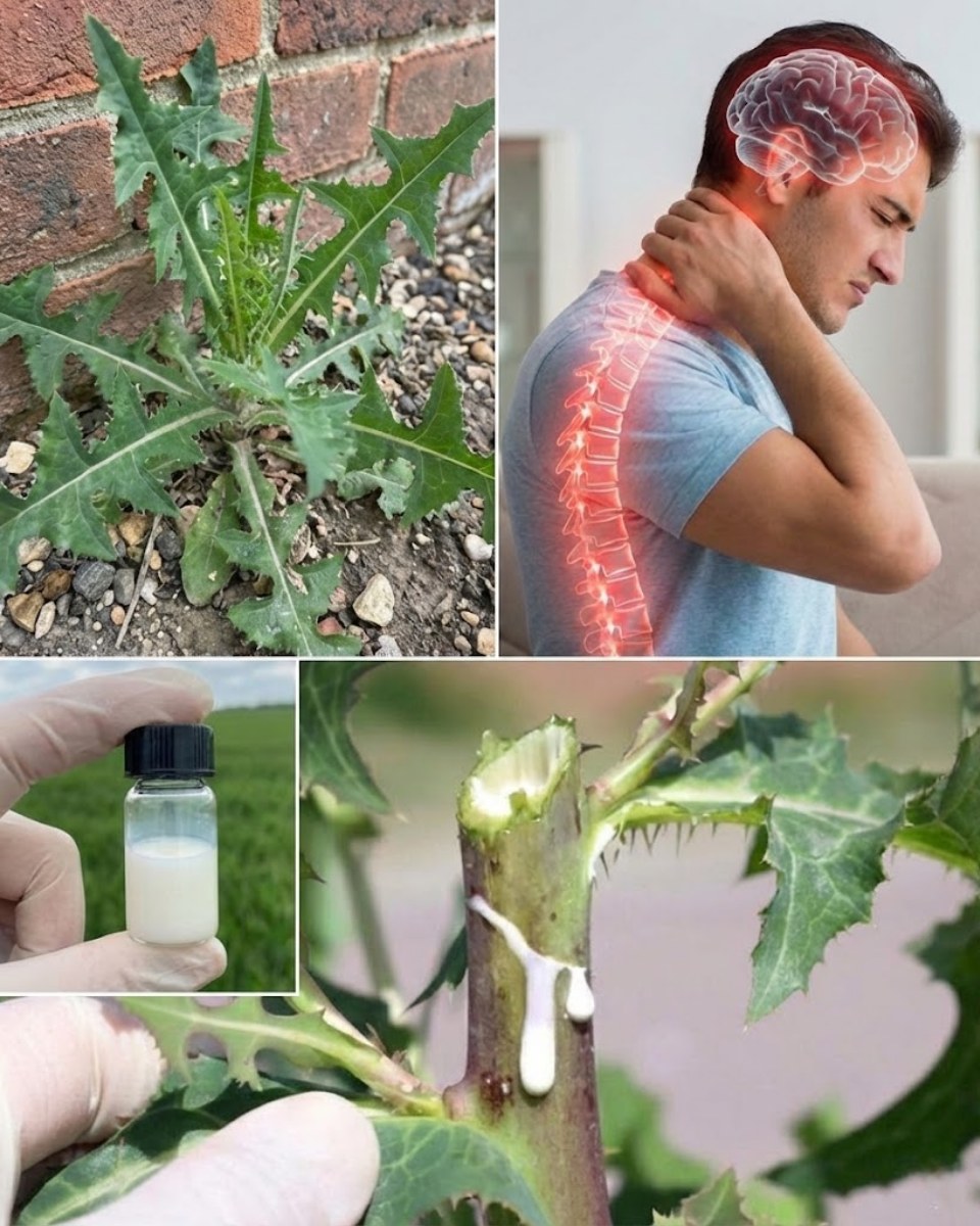 lactuca virosa