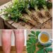 Mimosa Pudica Tea Remedy