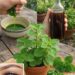 Plectranthus Amboinicus (Indian Borage) - Support Eyes