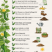 12 Super Tips for Growing More Cucumbers
