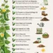 12 Super Tips for Growing More Cucumbers