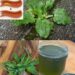 Plantain Leaf Tea