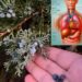 Juniper Berries for Digestion and Internal Cleansing