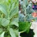 Prickly Lettuce (Wild Lettuce)