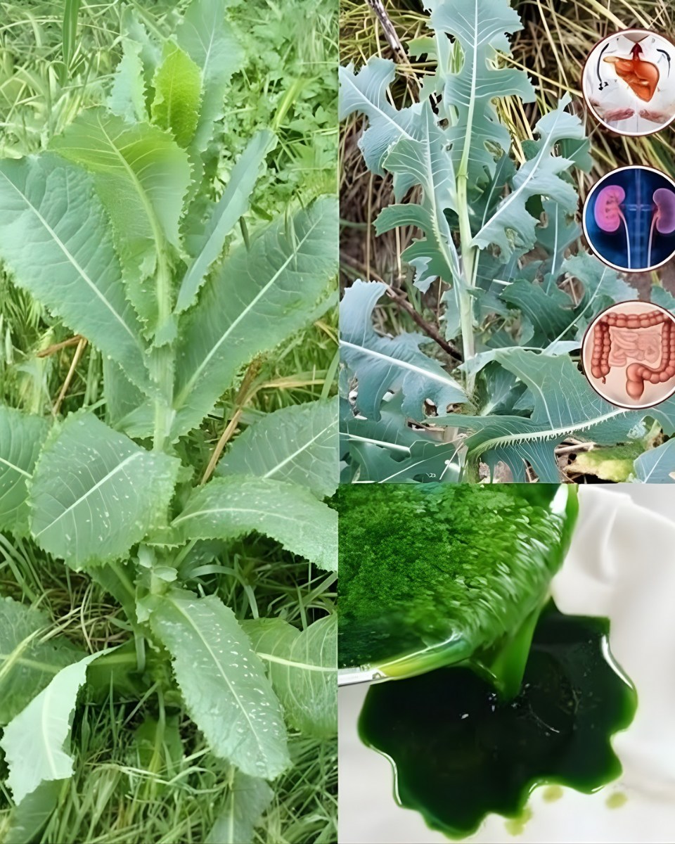Prickly Lettuce (Wild Lettuce)