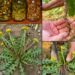 Dandelion Root: Traditional Support for Liver Health, Digestion, and Gut Balance