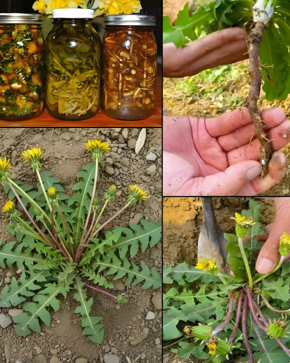 Dandelion Root: Traditional Support for Liver Health, Digestion, and Gut Balance