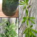 Galium Aparine (Cleavers): Traditional Support for Kidney Comfort and Urinary Balance