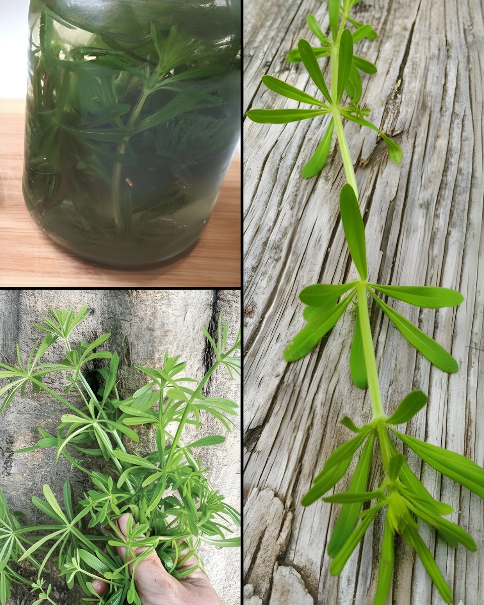 Galium Aparine (Cleavers): Traditional Support for Kidney Comfort and Urinary Balance
