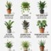 Hard to Kill Houseplants