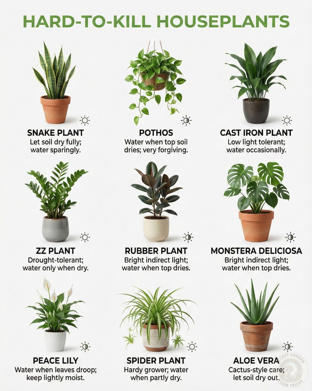 Hard to Kill Houseplants