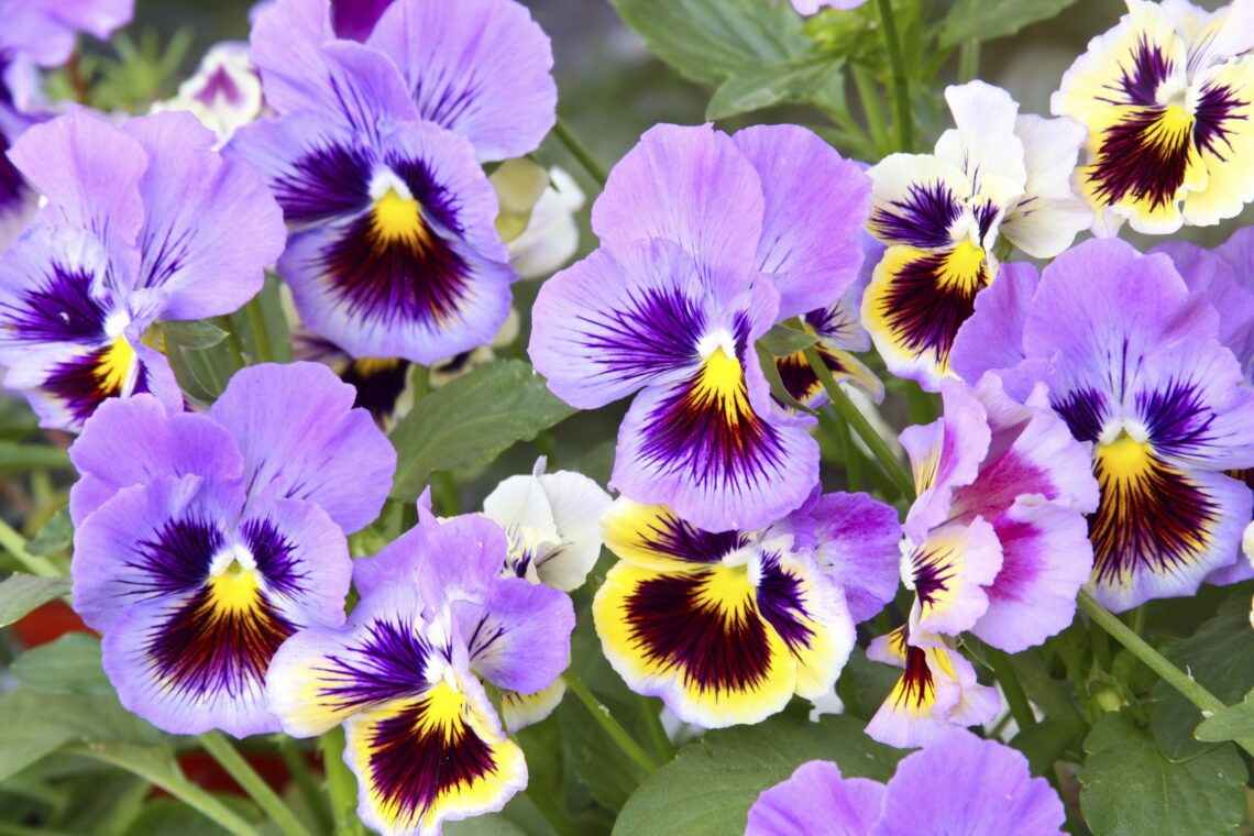 How to Build a Thriving Perennial Garden in Zone 4’s