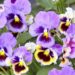 How to Build a Thriving Perennial Garden in Zone 4’s