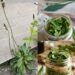 A Simple Plantain Leaf Remedy for Digestion, Detox & Gut Comfort