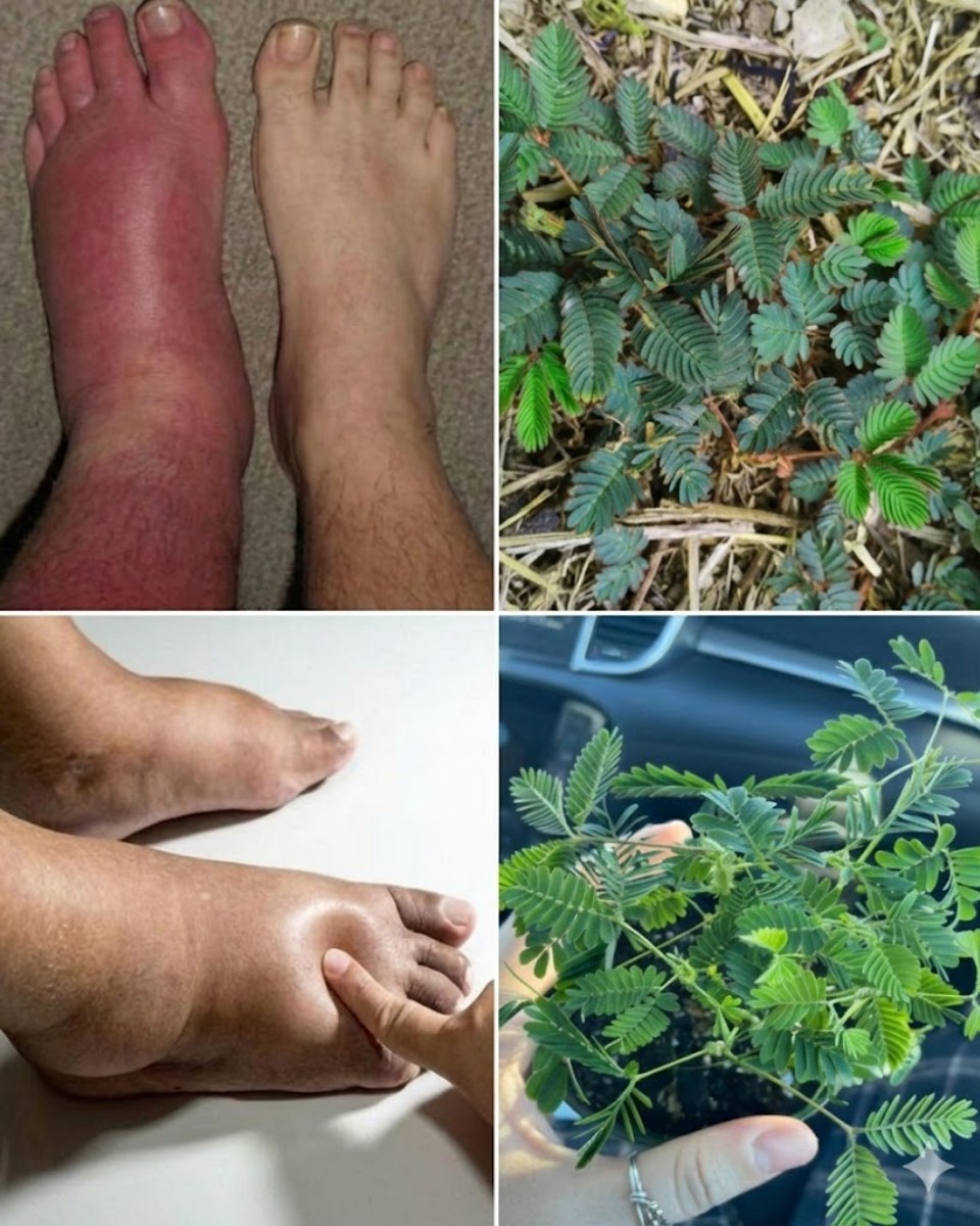 Mimosa Pudica Remedy for Swelling & Inflammation Relief