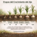 garlic growth stages