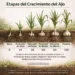 garlic growth stages