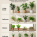 Houseplants for Every Room