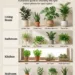 Houseplants for Every Room