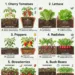 6 Vegetables That Grow Better in Pots Than in Garden Beds