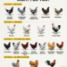Which Chicken Is Right for You
