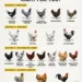 Which Chicken Is Right for You