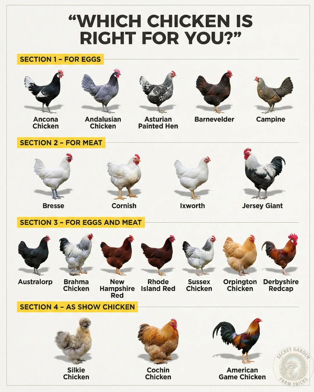 Which Chicken Is Right for You