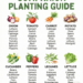 Companion Planting Guide: How Smart Plant Pairing Can Transform Your Garden