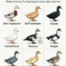 Quiet Duck Breeds
