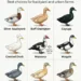 Quiet Duck Breeds