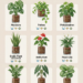 Plants That Thrive in LECA