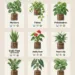 Plants That Thrive in LECA