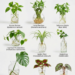 Houseplants That Grow Roots in Water