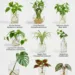 Houseplants That Grow Roots in Water