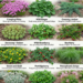 12 Best Ground Covers