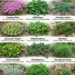12 Best Ground Covers