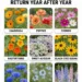 Self Seeding Flowers