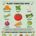 The Best Tomato Companion Plants