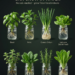 Herbs And Greens You Can Grow In Water