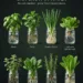 Herbs And Greens You Can Grow In Water
