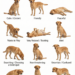 How to Read Your Dog’s Body Language for Safer, Better Care